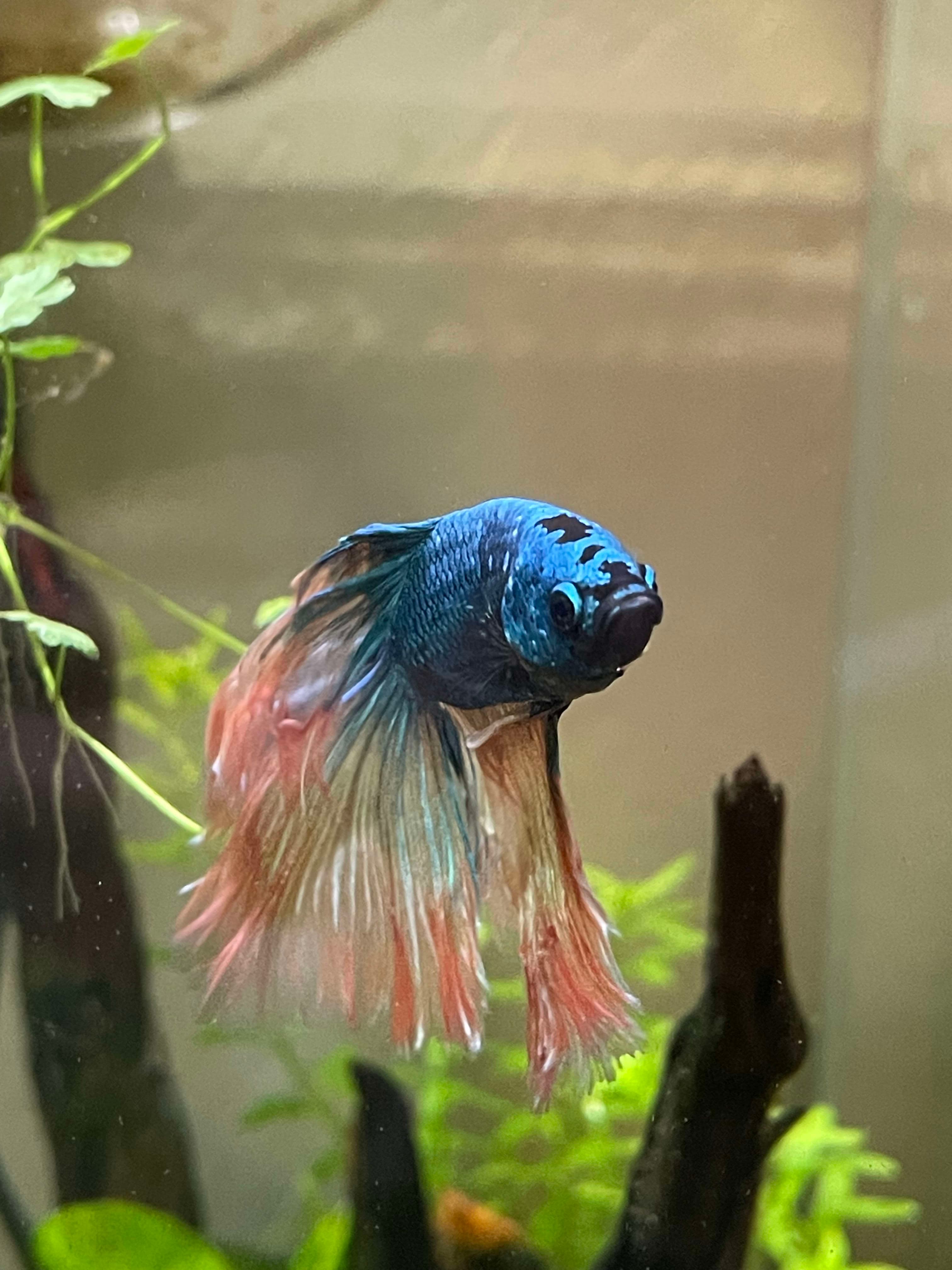 Halfmoon Betta