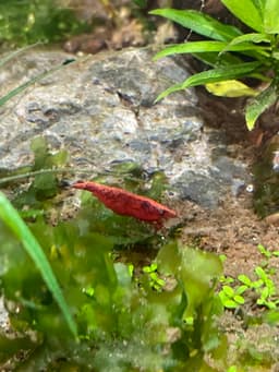 Red Cherry Shrimp