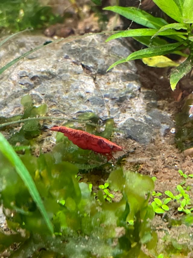 Red Cherry Shrimp