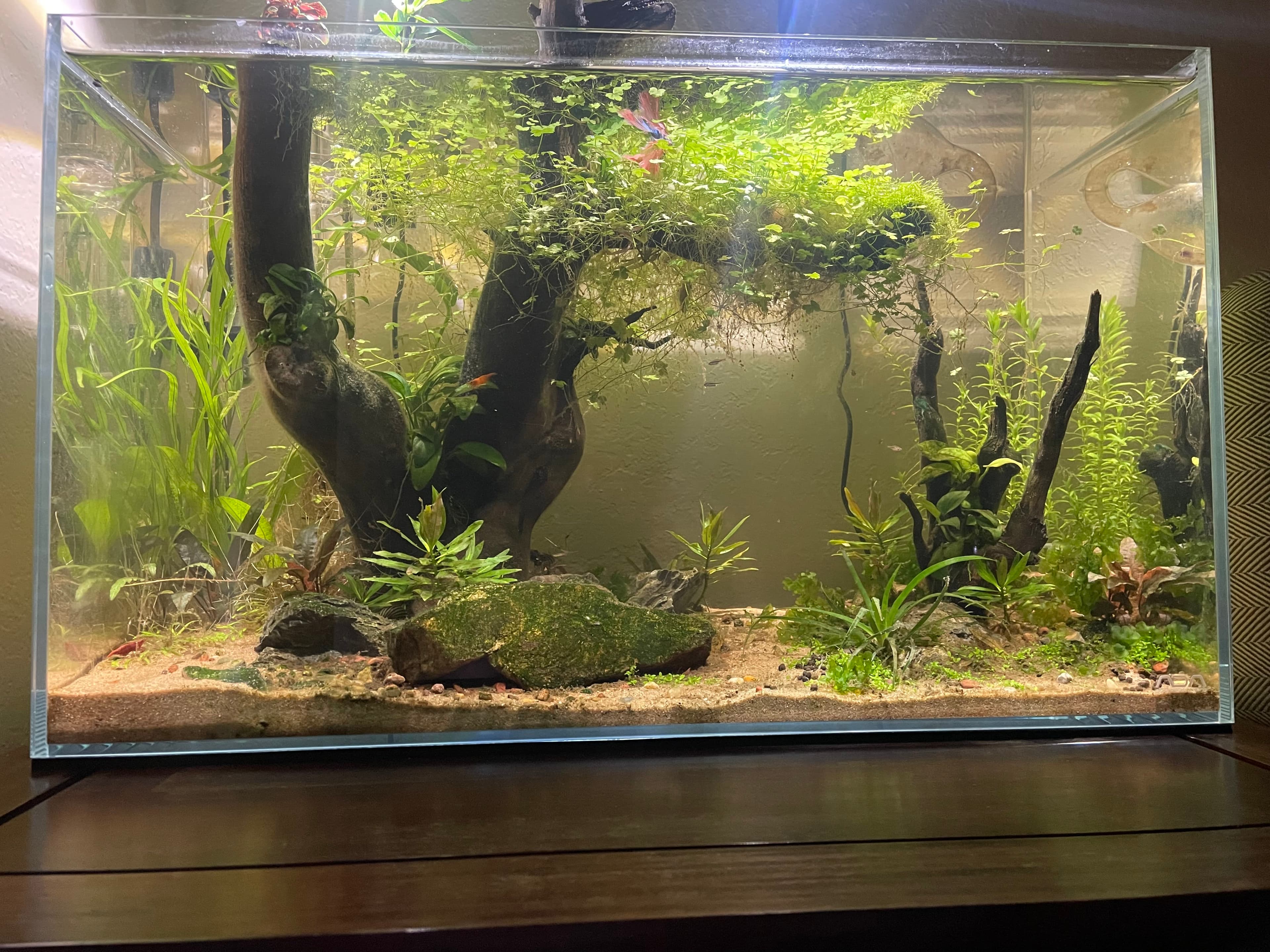 A walk through the forest