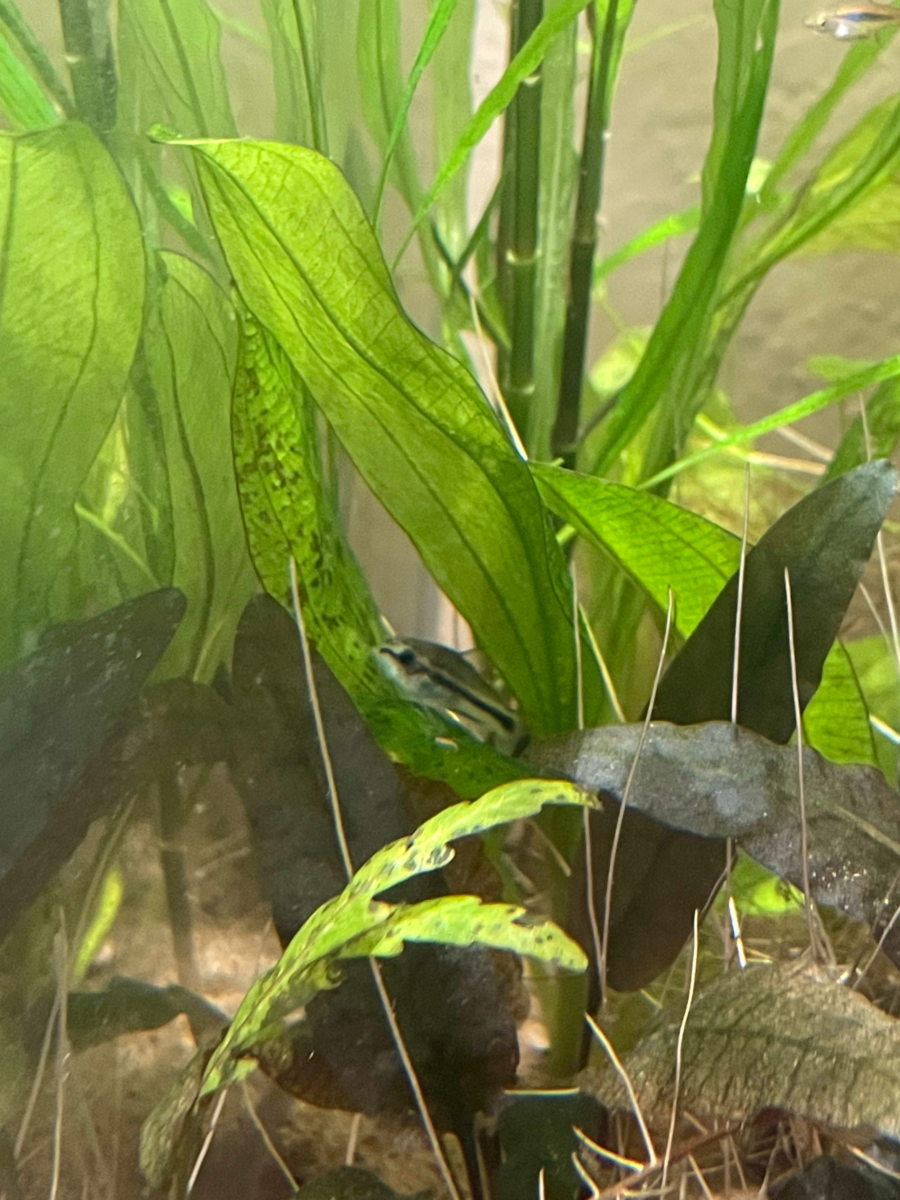 Pygmy Corydoras
