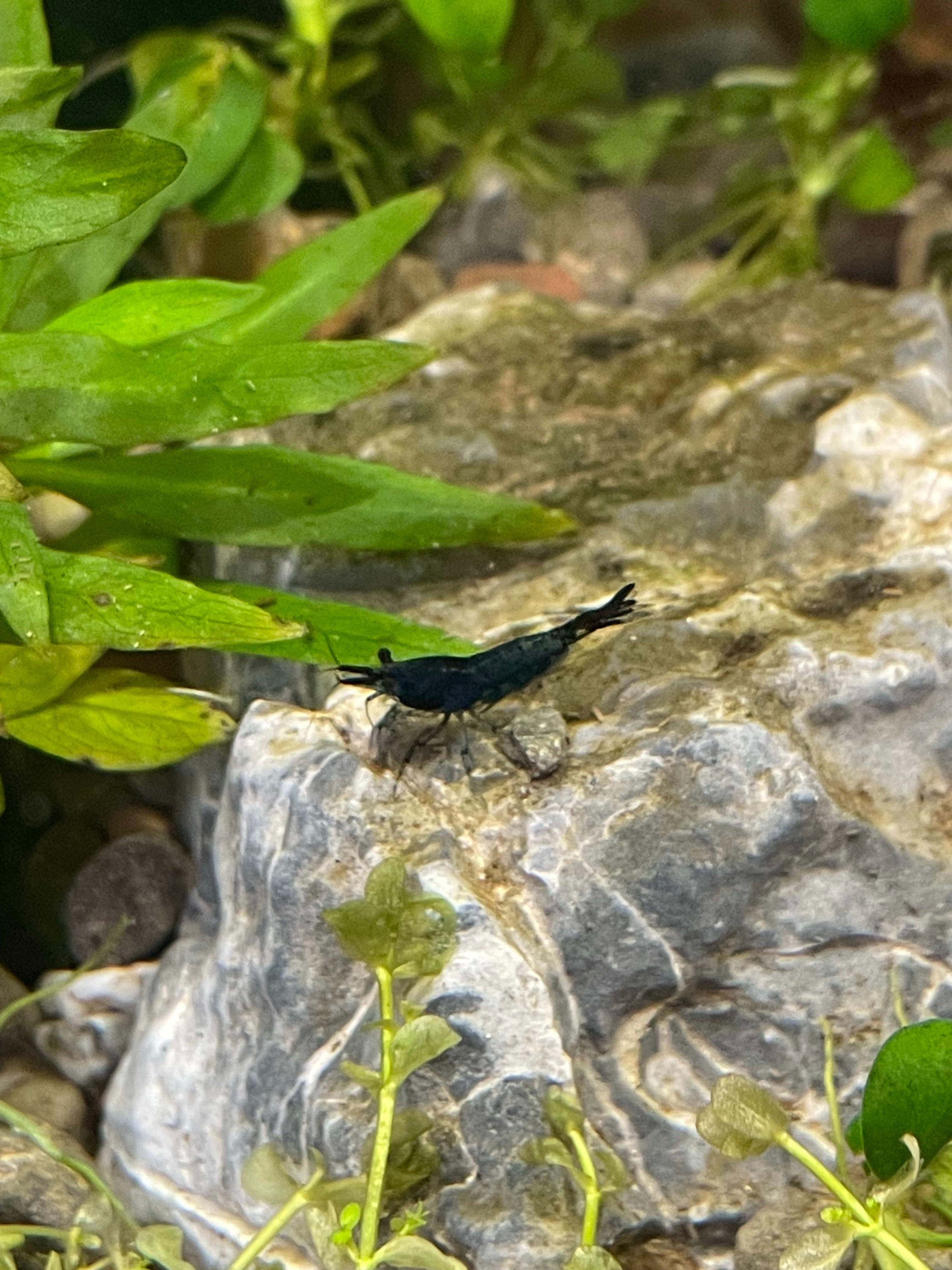 Blue Dream Shrimp