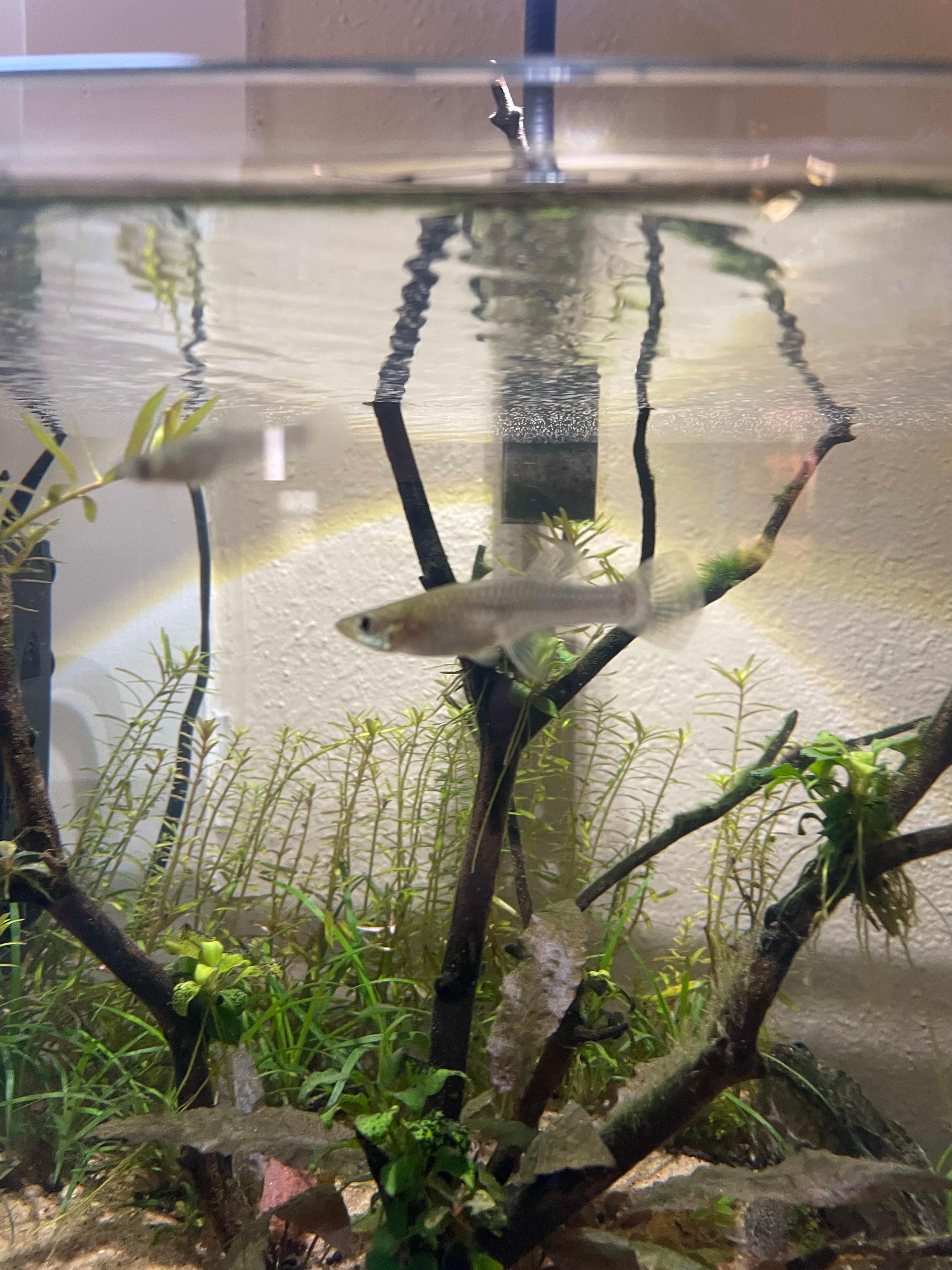 Mosquitofish