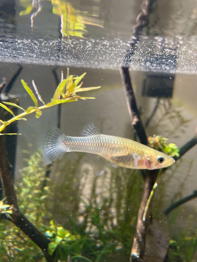 Mosquitofish