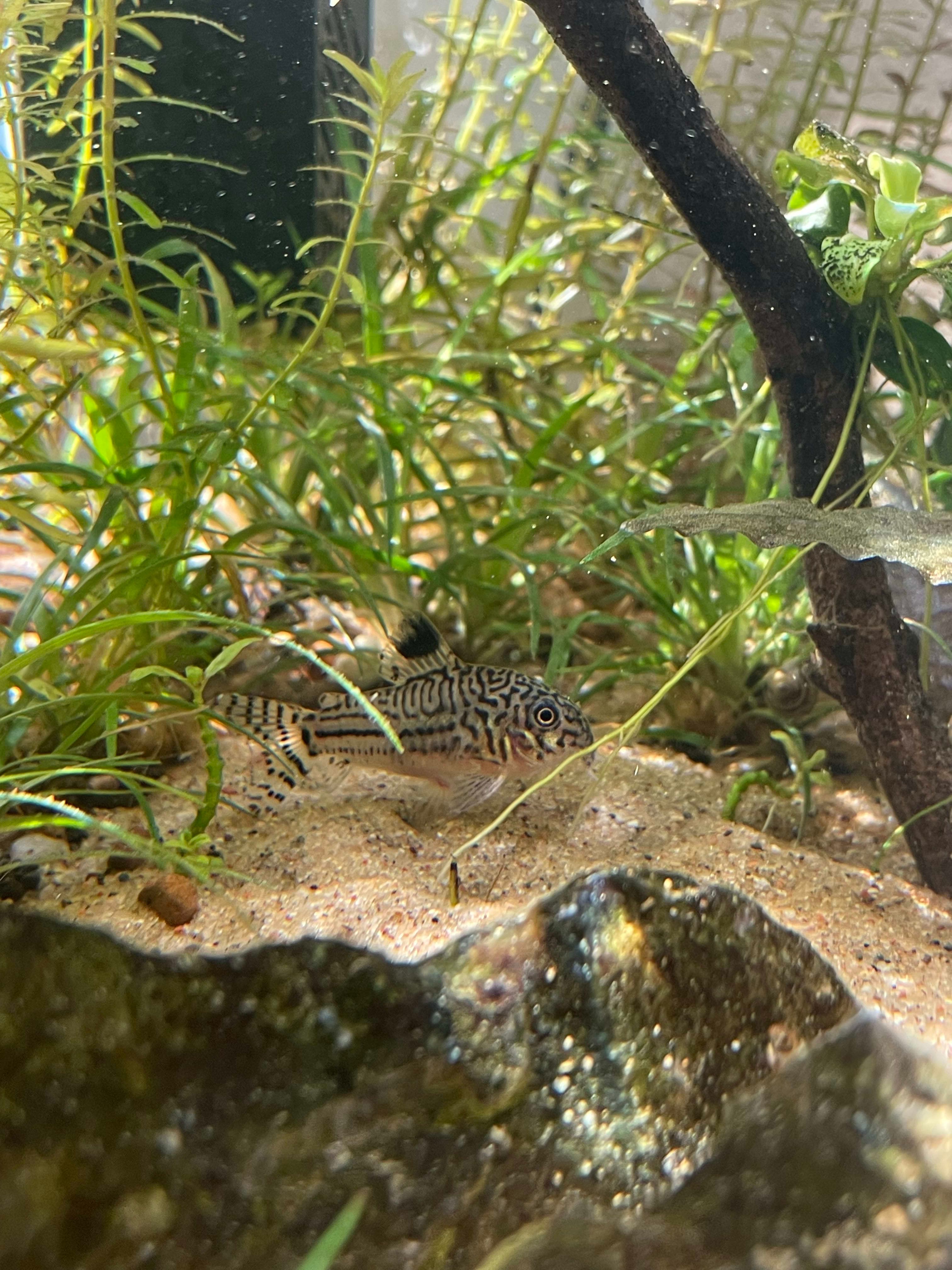 Julii Corydoras