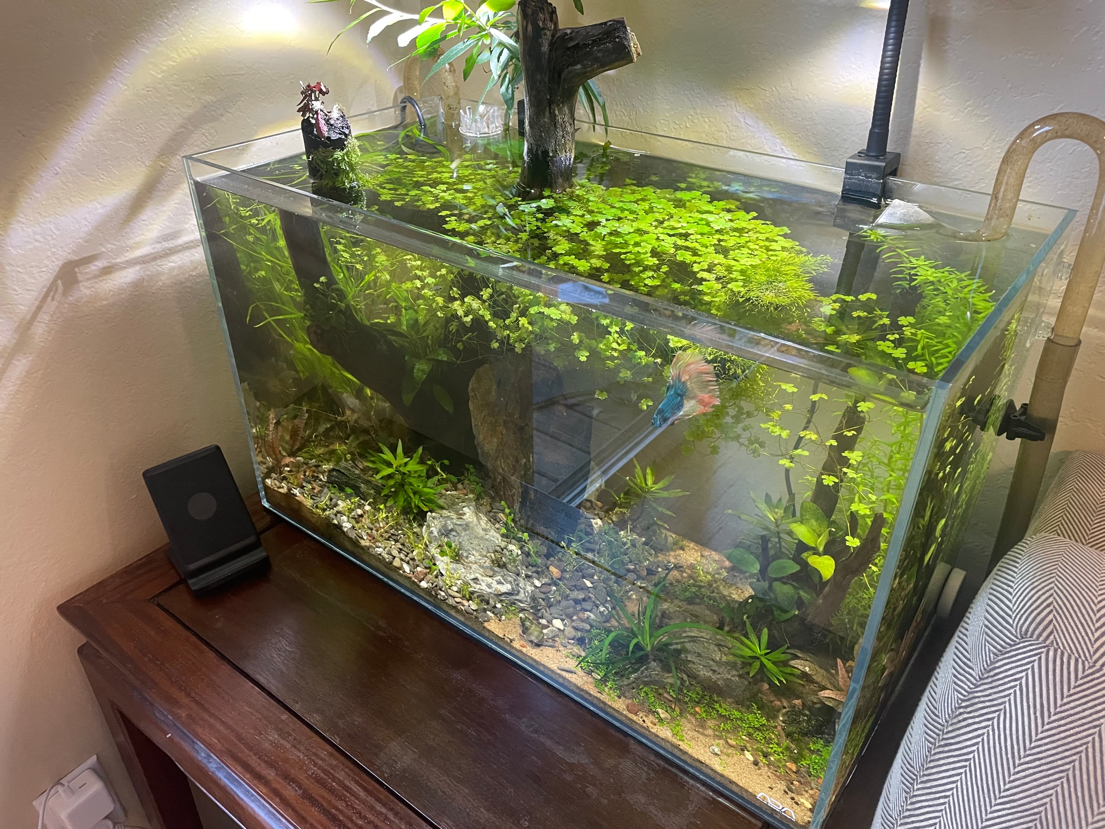 Water Clarity