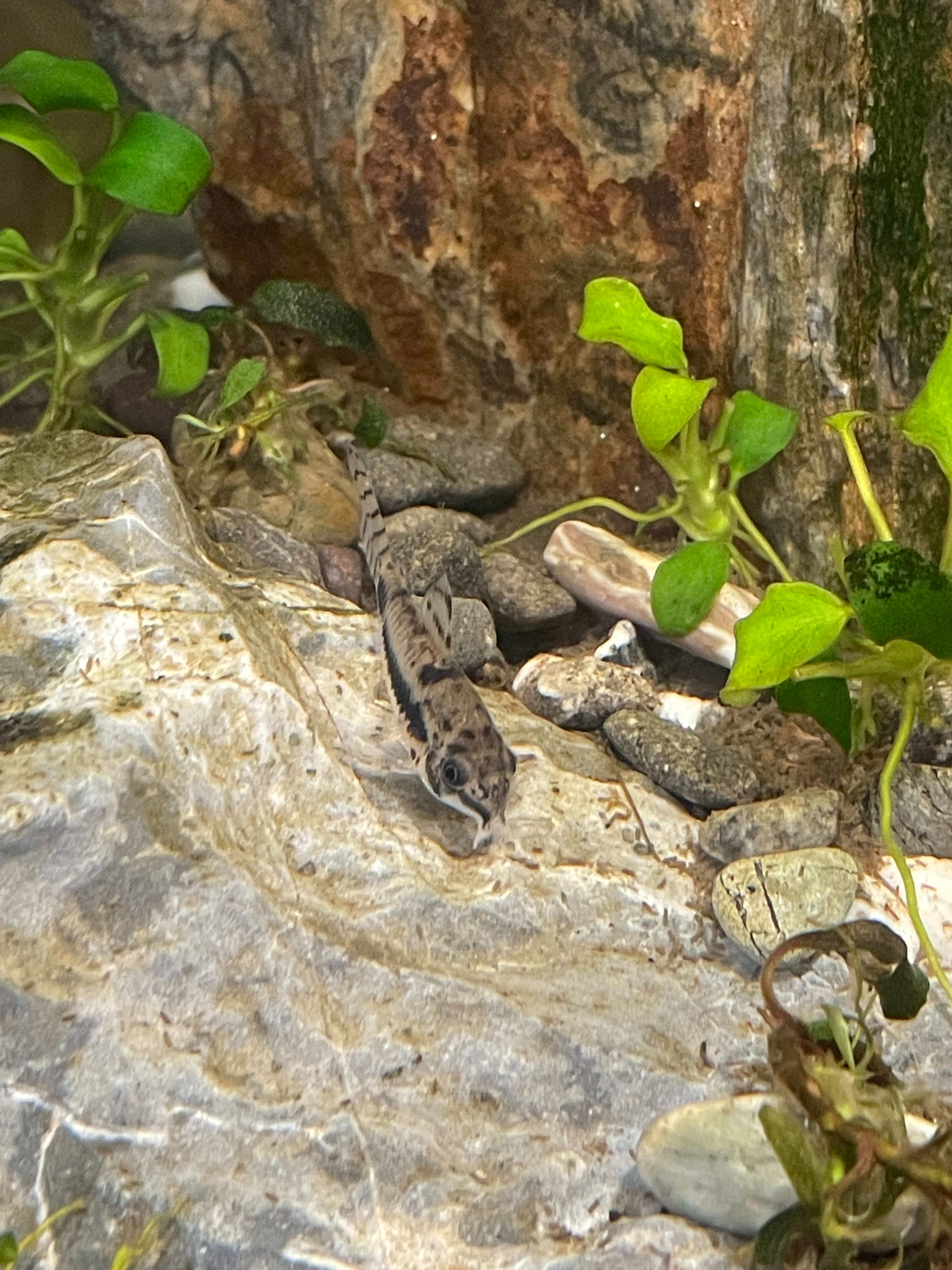 Salt & Pepper Corydoras