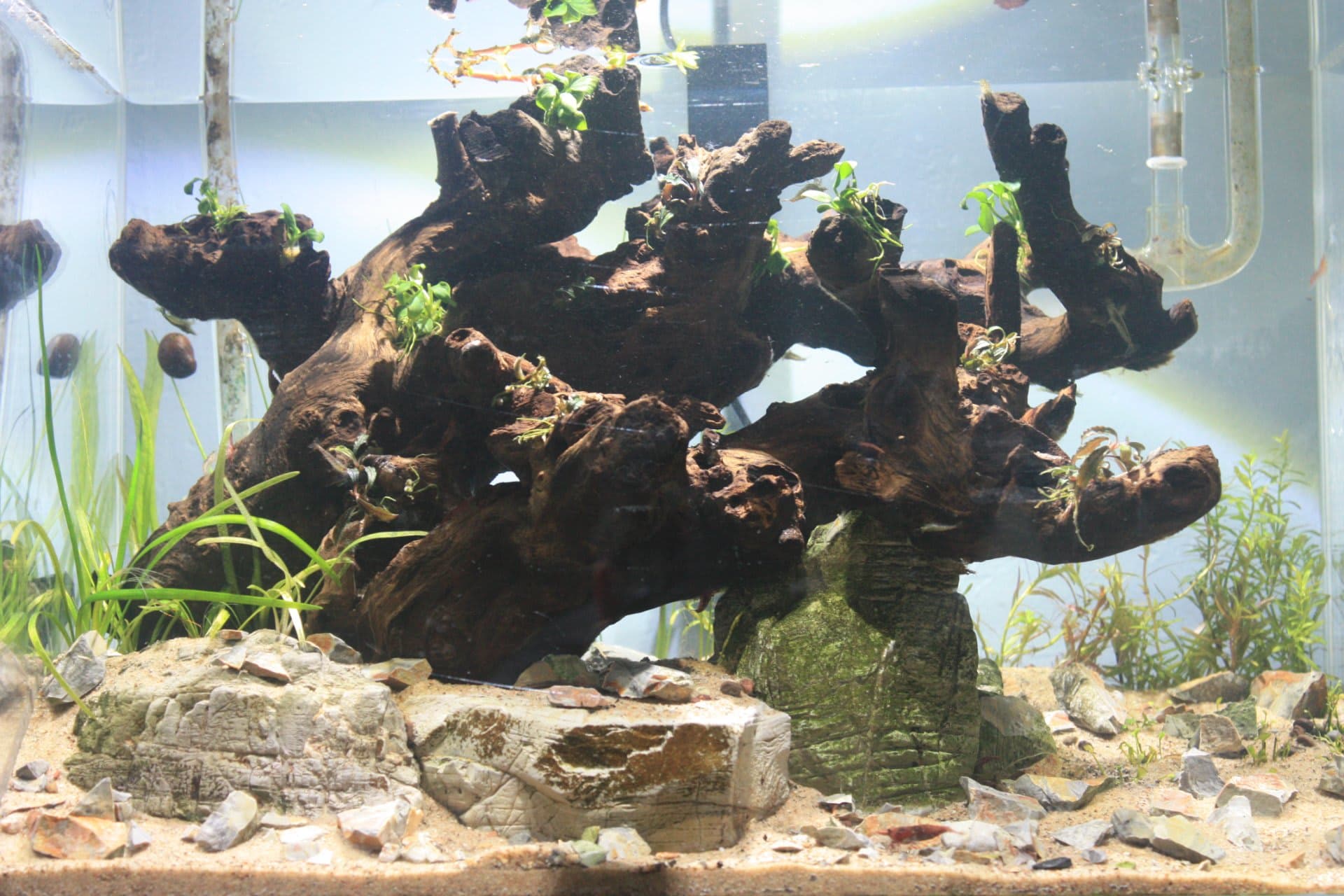 Shrimp Tree