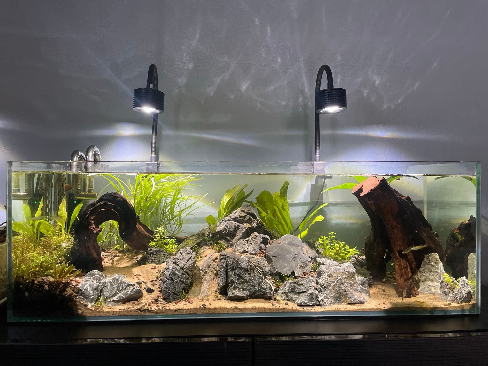 Threadfin Rainbowfish