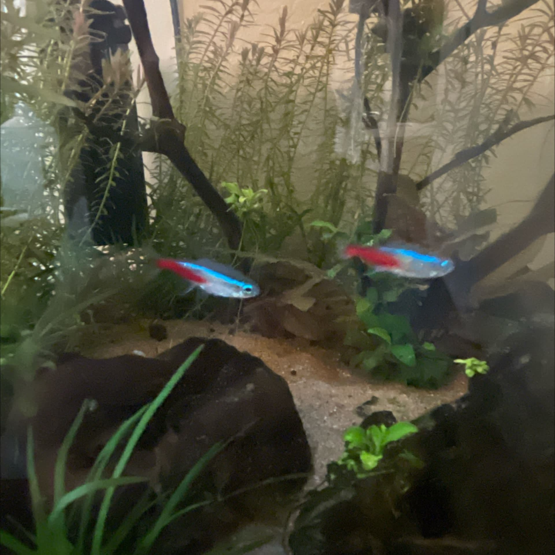 Neon Tetra