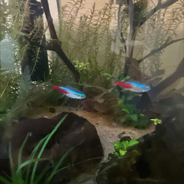 Neon Tetra