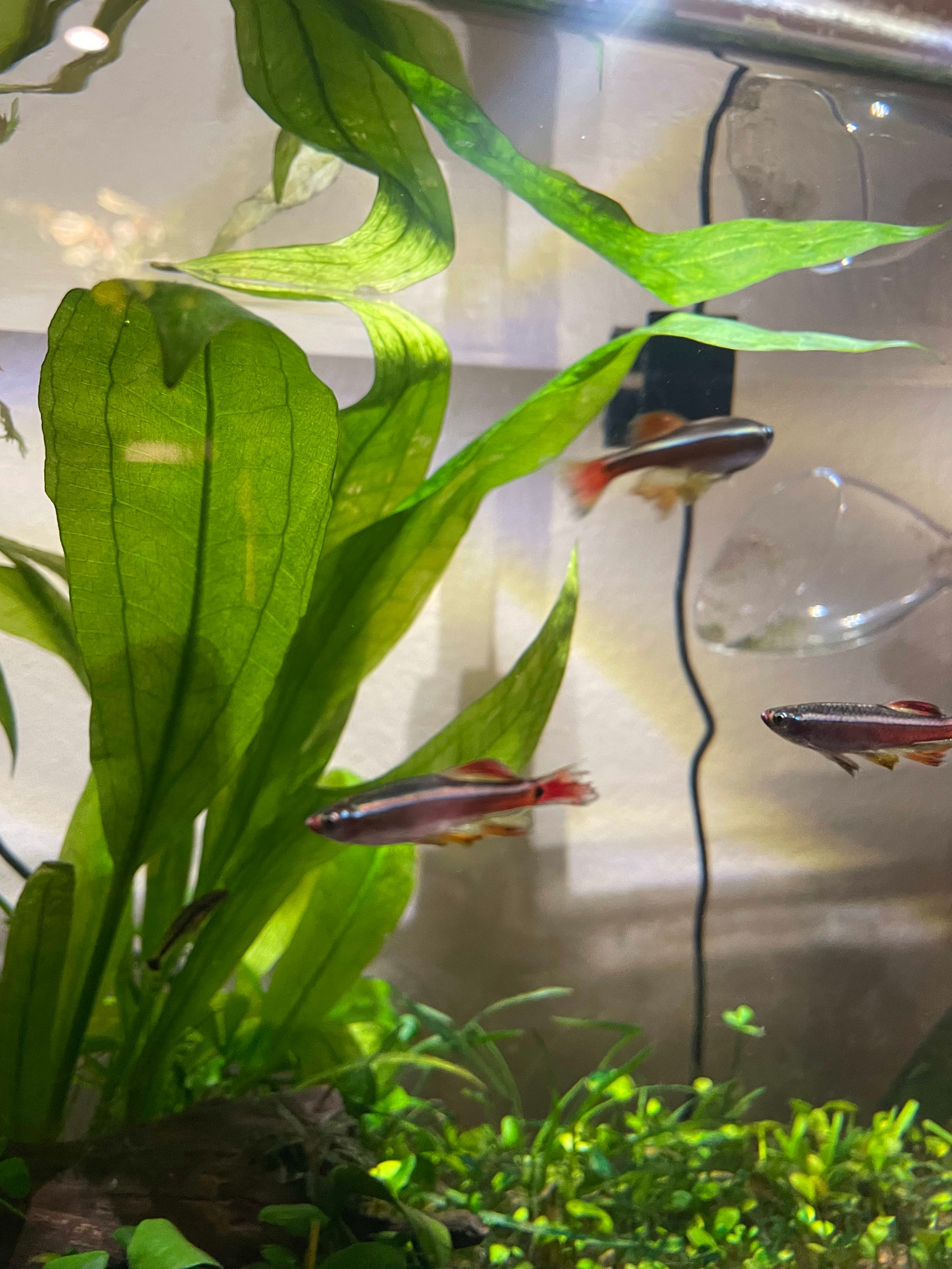 White Cloud Mountain Minnow