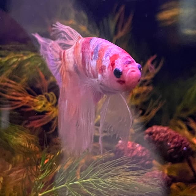 Delta Betta