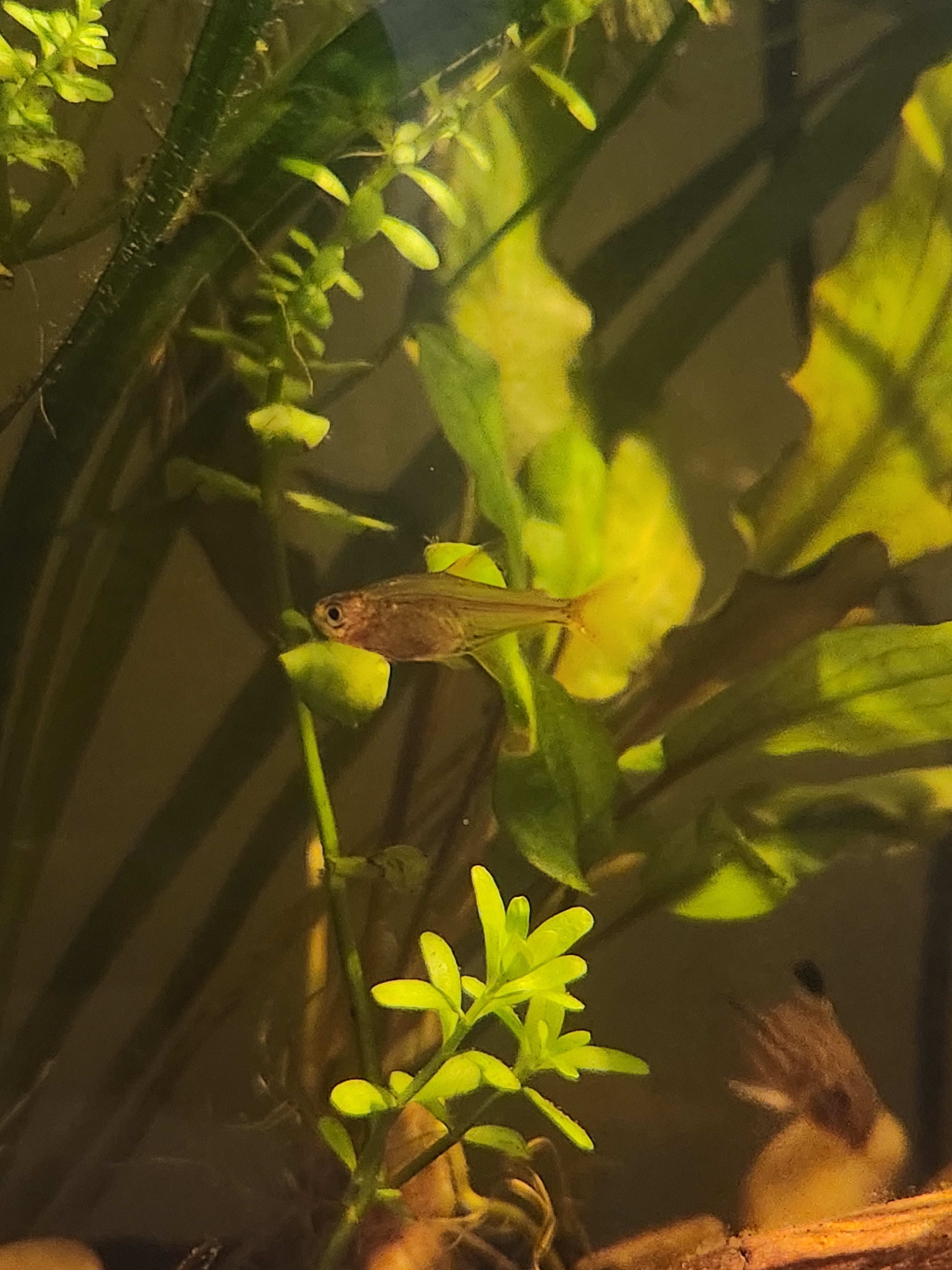 Fish Introduction