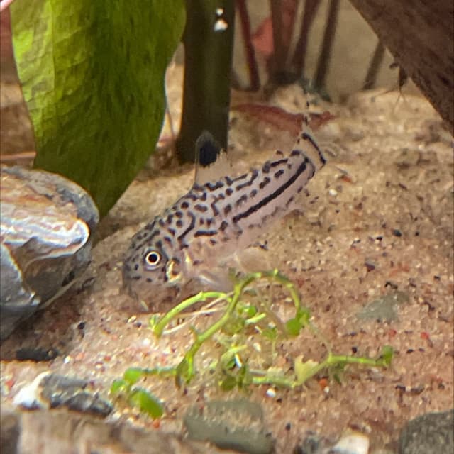 Julii Corydoras