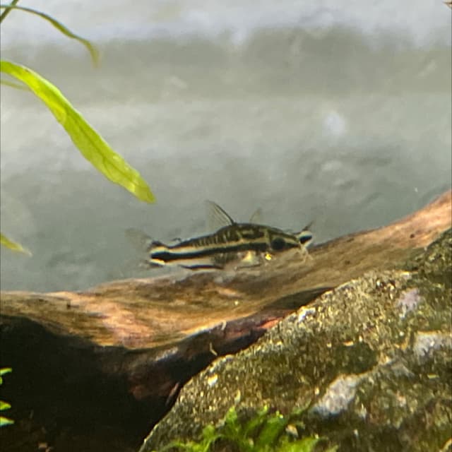 Pygmy Corydoras