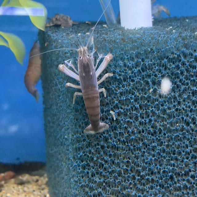 Vampire Shrimp