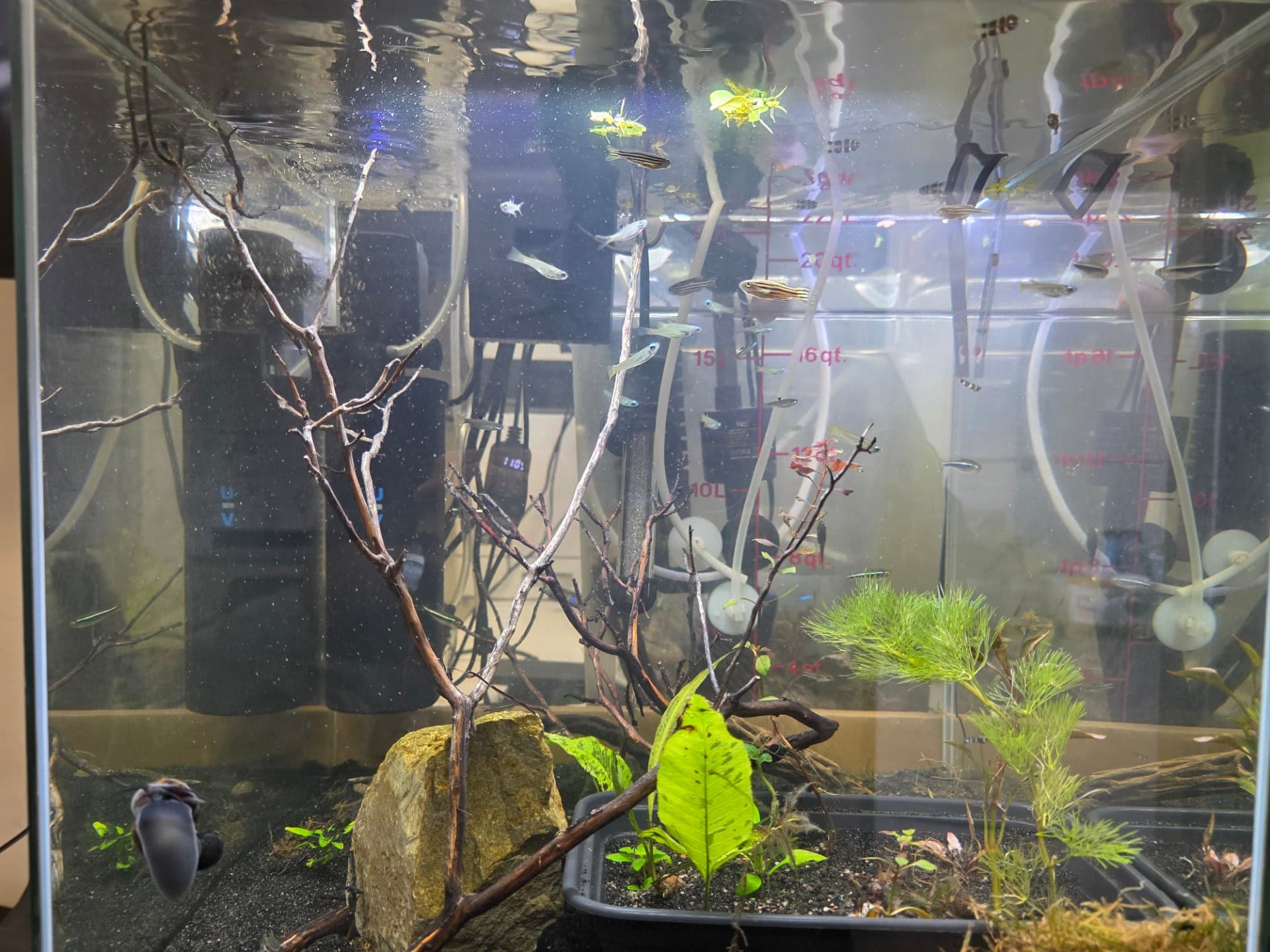 Rescape