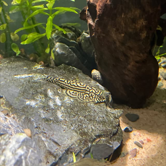 Hillstream Loach