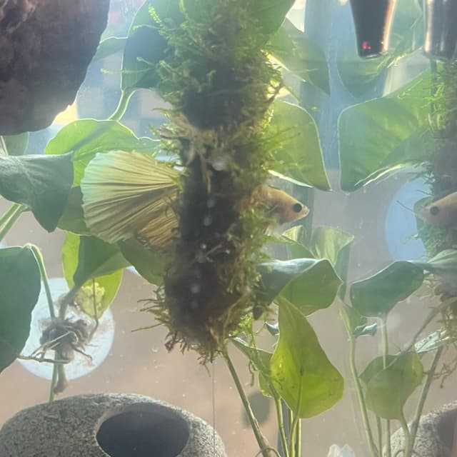 Delta Betta